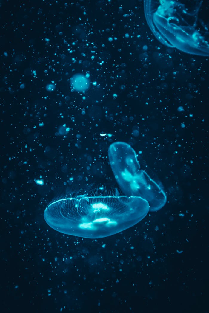 Close-up of a glowing jellyfish, showcasing bioluminescence in the dark ocean depths.